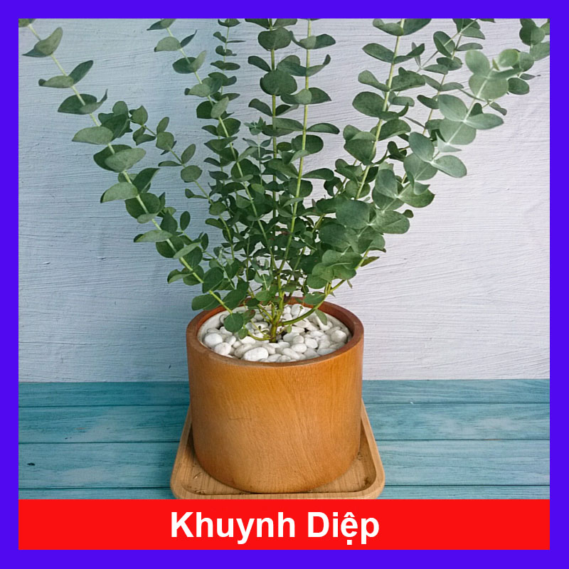 Cây khuynh diệp (Silver Dollar) cây tỏa mùi thơm như cây hương thảo, đuổi côn trùng và giảm stress