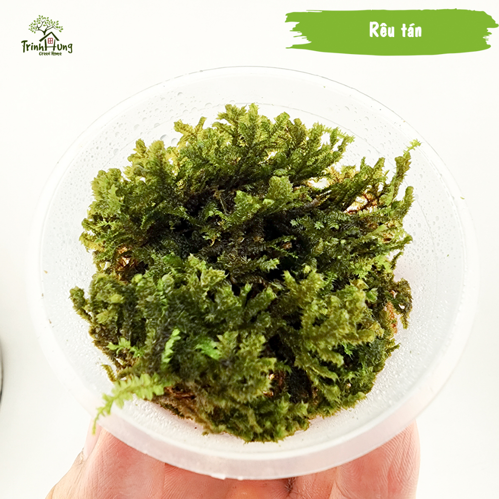 [TỔNG HỢP] Các loại rêu đẹp setup bán cạn, terrarium, bonsai, trang trí ...