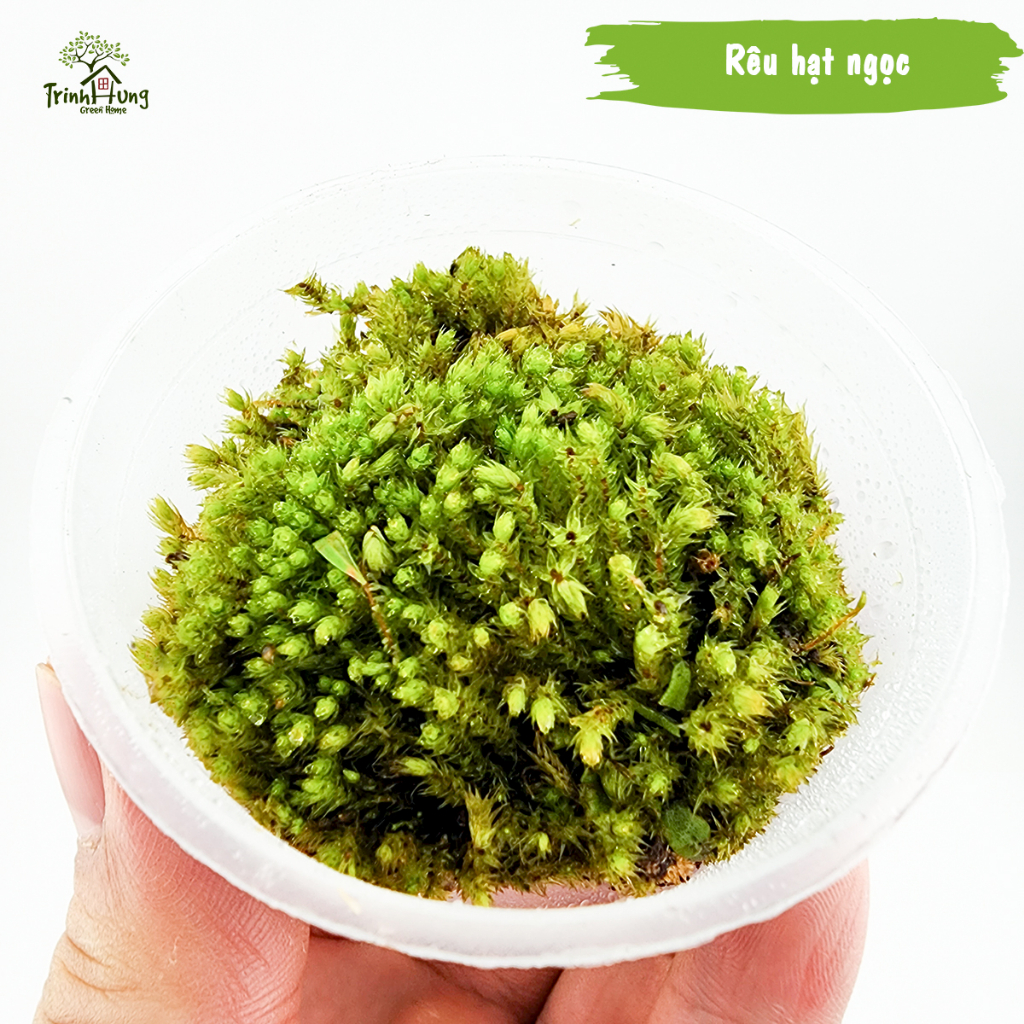 [TỔNG HỢP] Các loại rêu đẹp setup bán cạn, terrarium, bonsai, trang trí ...
