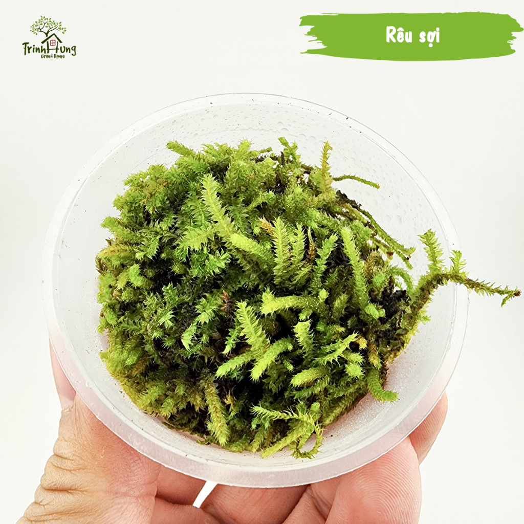 [TỔNG HỢP] Các loại rêu đẹp setup bán cạn, terrarium, bonsai, trang trí ...