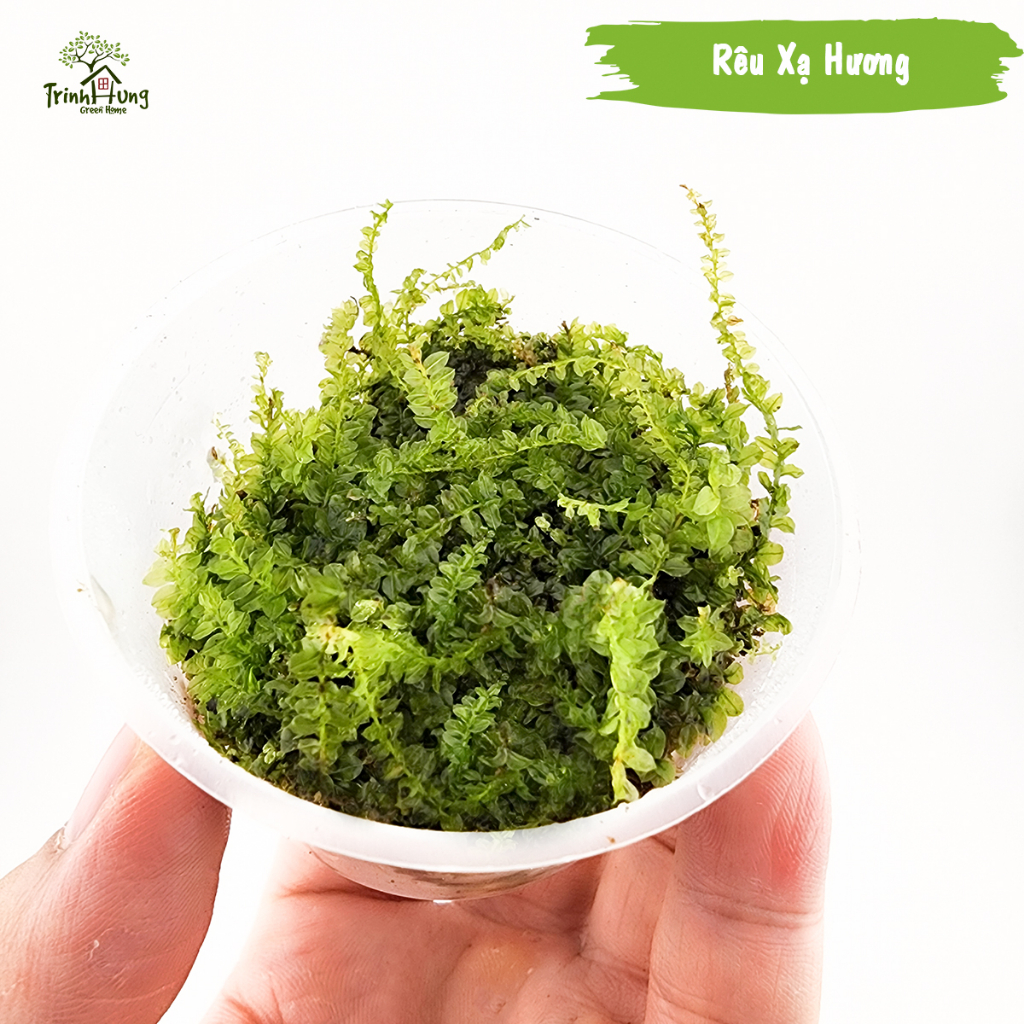 [TỔNG HỢP] Các loại rêu đẹp setup bán cạn, terrarium, bonsai, trang trí ...