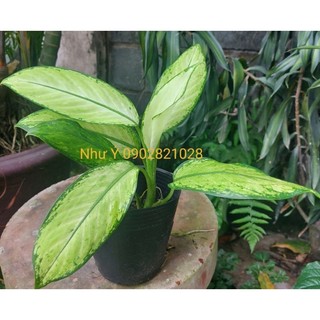 Vạn niên thanh lá trắng