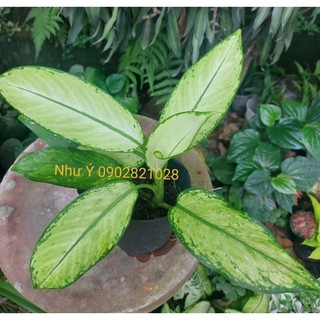 Vạn niên thanh lá trắng