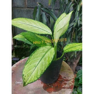 Vạn niên thanh lá trắng