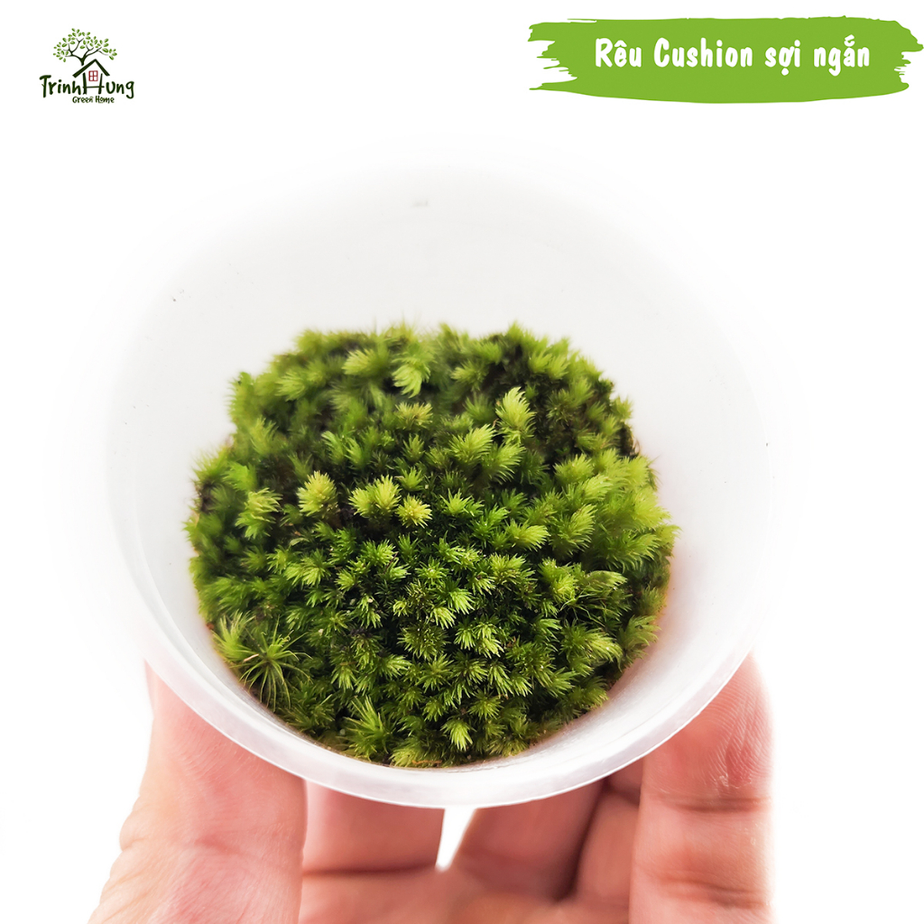 [TỔNG HỢP] Các loại rêu đẹp setup bán cạn, terrarium, bonsai, trang trí ...