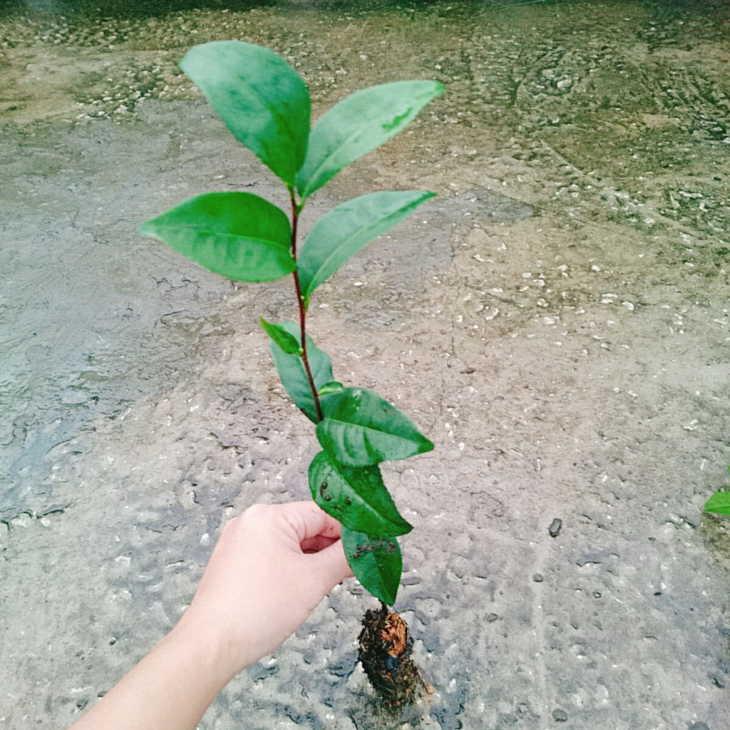 Cây Trà Xanh (cây chè xanh) dùng pha trà làm bánh tốt cho sức khỏe