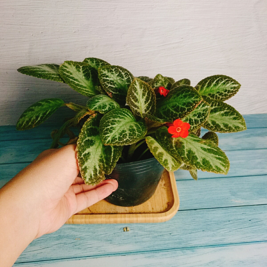Cây lá gấm giống mới - cây cảnh để bàn