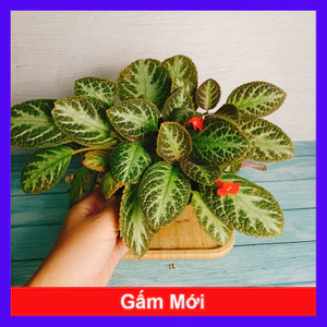 Cây lá gấm giống mới - cây cảnh để bàn