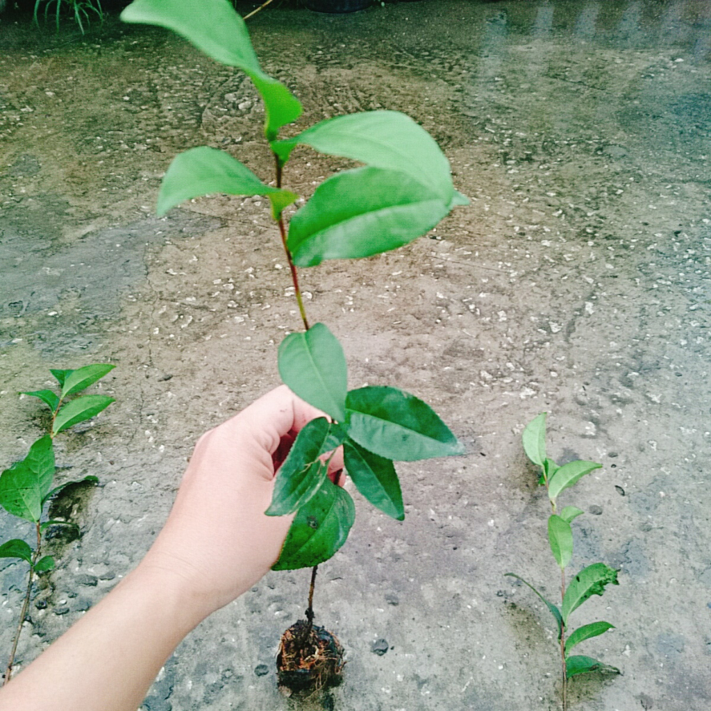 Cây Trà Xanh (cây chè xanh) dùng pha trà làm bánh tốt cho sức khỏe