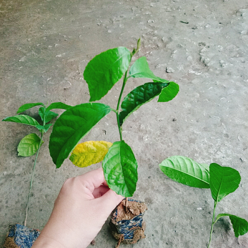 Cây chay giống ruột đỏ - chuẩn giống F1, cây giao như video