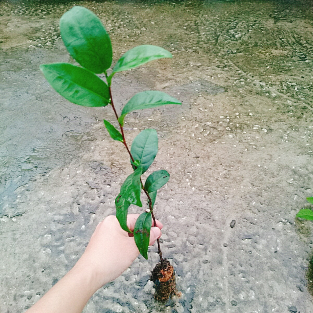 Cây Trà Xanh (cây chè xanh) dùng pha trà làm bánh tốt cho sức khỏe