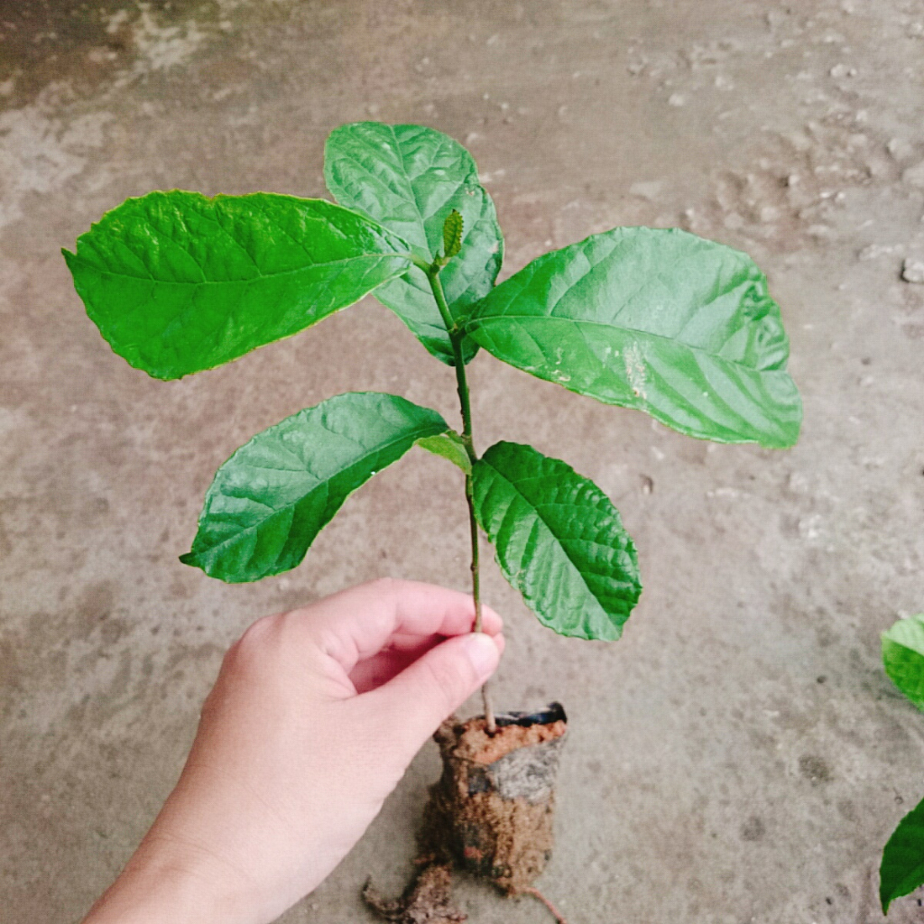 Cây chay giống ruột đỏ - chuẩn giống F1, cây giao như video