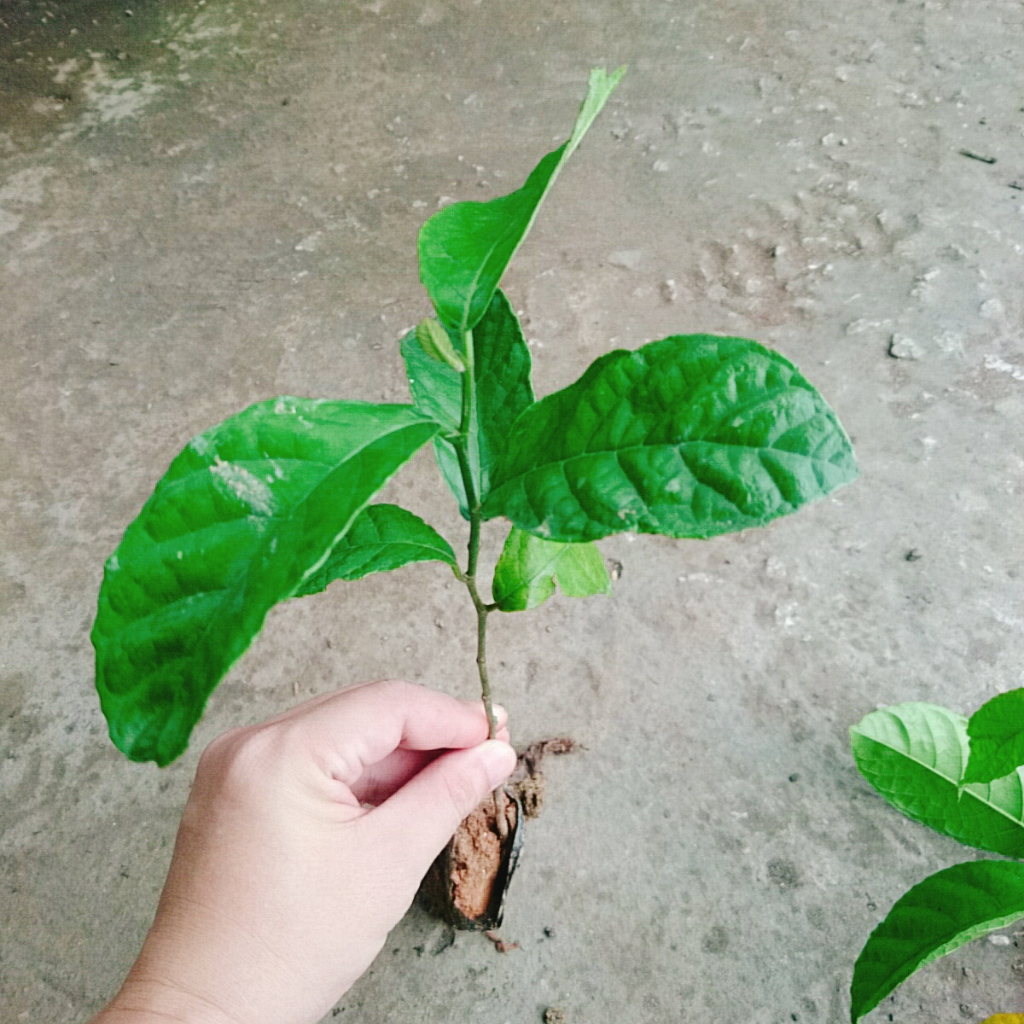 Cây chay giống ruột đỏ - chuẩn giống F1, cây giao như video