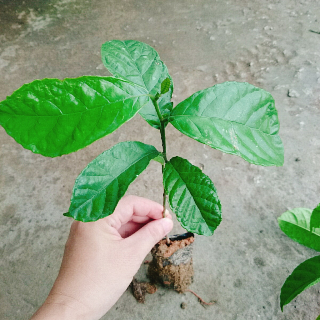Cây chay giống ruột đỏ - chuẩn giống F1, cây giao như video