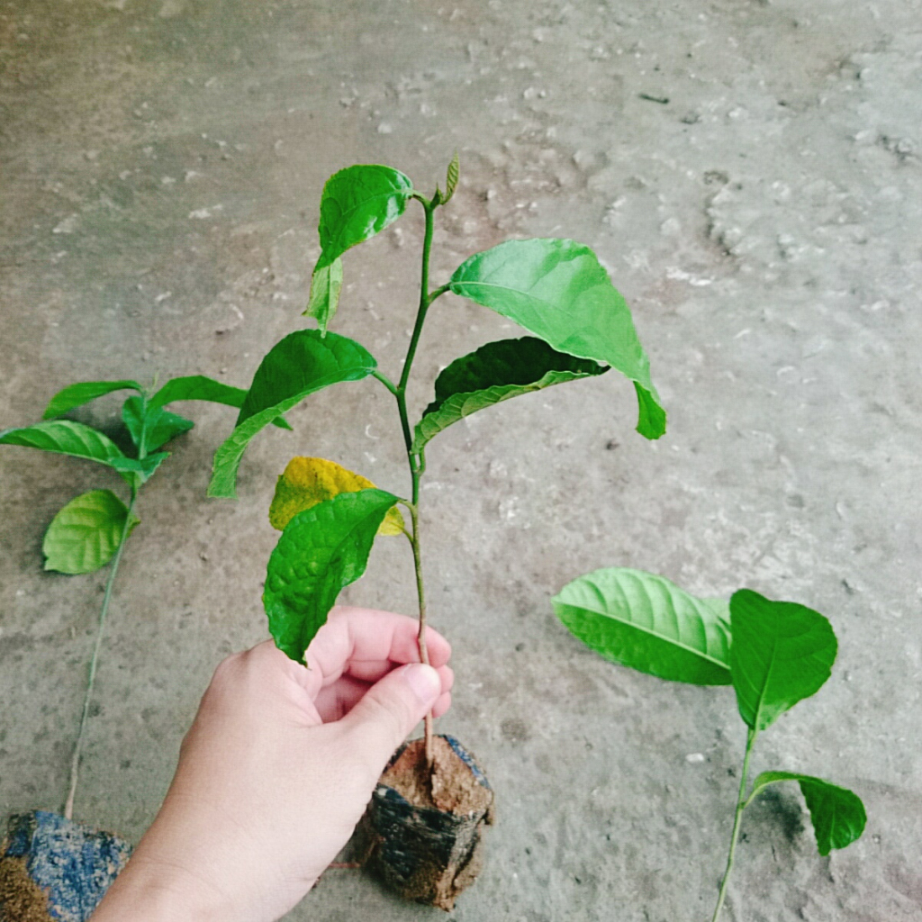 Cây chay giống ruột đỏ - chuẩn giống F1, cây giao như video