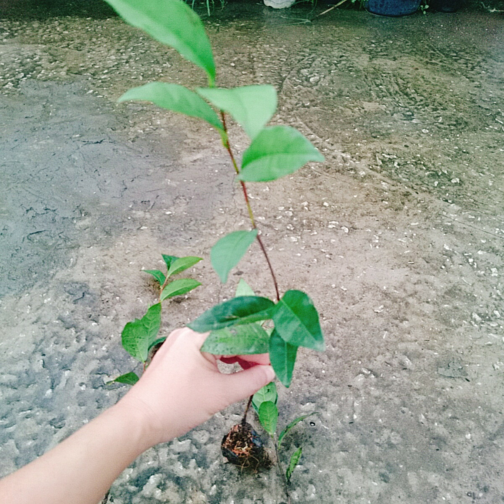 Cây Trà Xanh (cây chè xanh) dùng pha trà làm bánh tốt cho sức khỏe