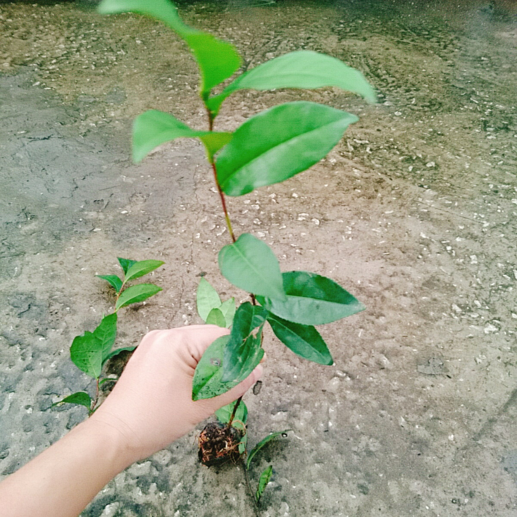 Cây Trà Xanh (cây chè xanh) dùng pha trà làm bánh tốt cho sức khỏe