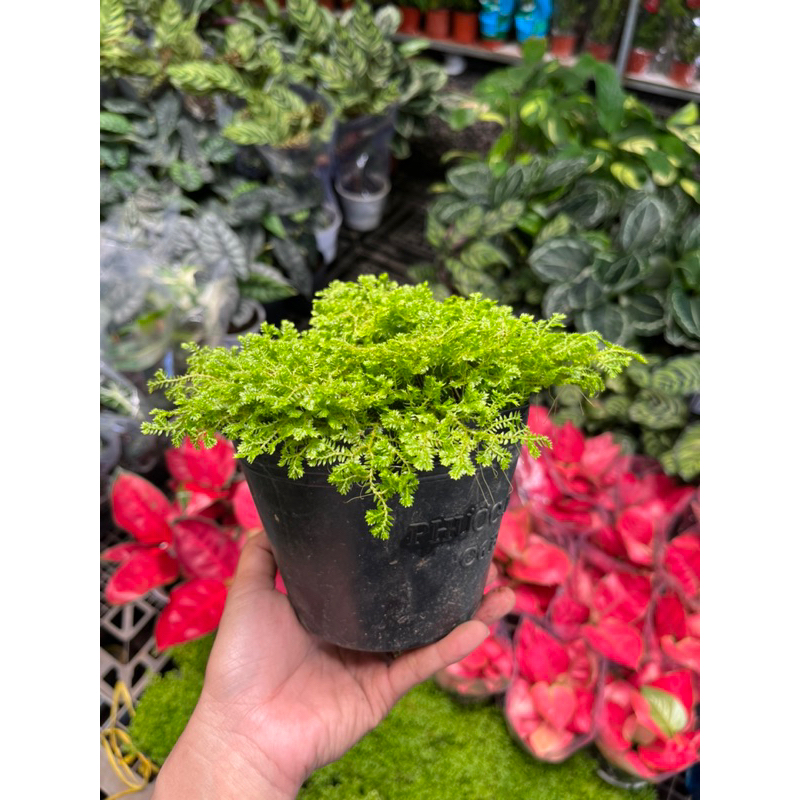 Cây Rêu hoàng kim dạng bụi | Shopee Việt Nam