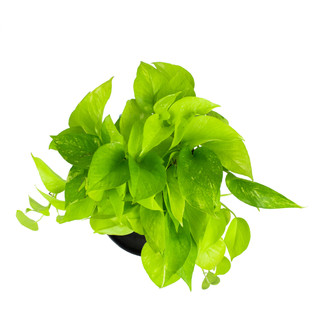 Nhà Thương Cây - TRẦU BÀ NEON