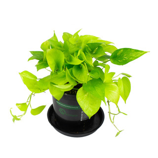 Nhà Thương Cây - TRẦU BÀ NEON