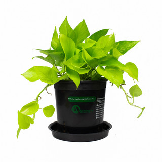 Nhà Thương Cây - TRẦU BÀ NEON