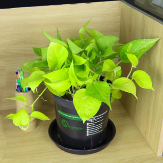 Nhà Thương Cây - TRẦU BÀ NEON