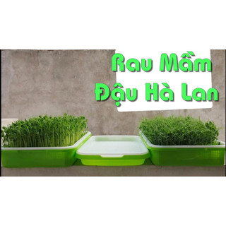 [Sale] Đậu Hà Lan Sống Khô 1kg, Đậu Hà Lan Cho Bé, Trồng Rau Mầm