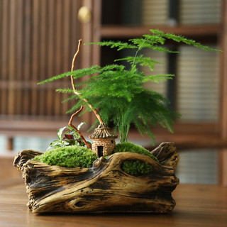 cây thủy tùng trang trí để bàn trong nhà cao 25-30cm