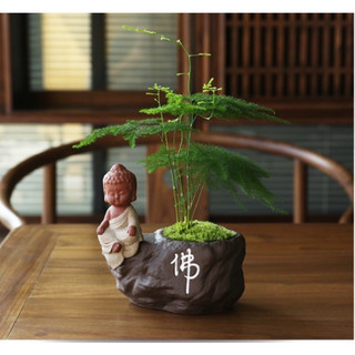 cây thủy tùng trang trí để bàn trong nhà cao 25-30cm