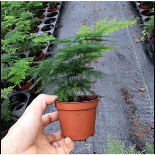 cây thủy tùng trang trí để bàn trong nhà cao 25-30cm