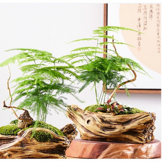 cây thủy tùng trang trí để bàn trong nhà cao 25-30cm