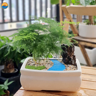 cây thủy tùng trang trí để bàn trong nhà cao 25-30cm