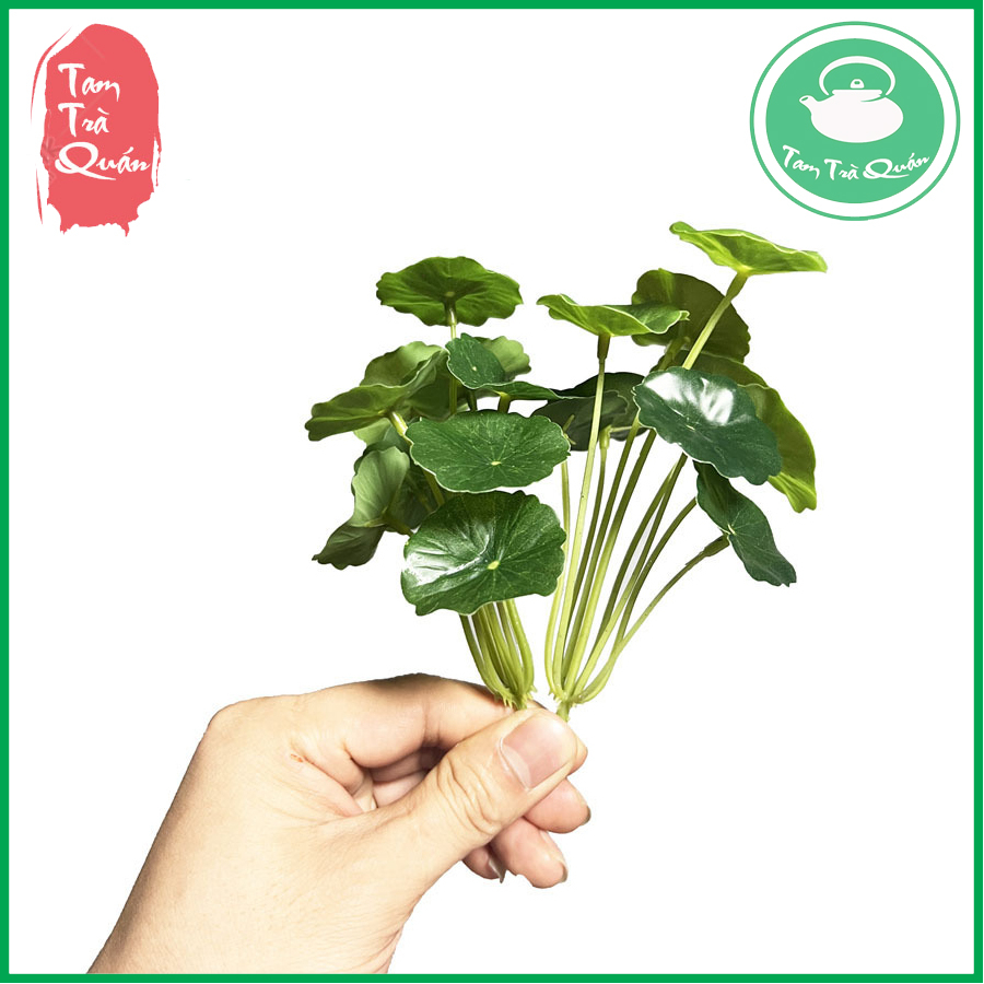 Cỏ giả rau má nhật trang trí 9 lá | Shopee Việt Nam