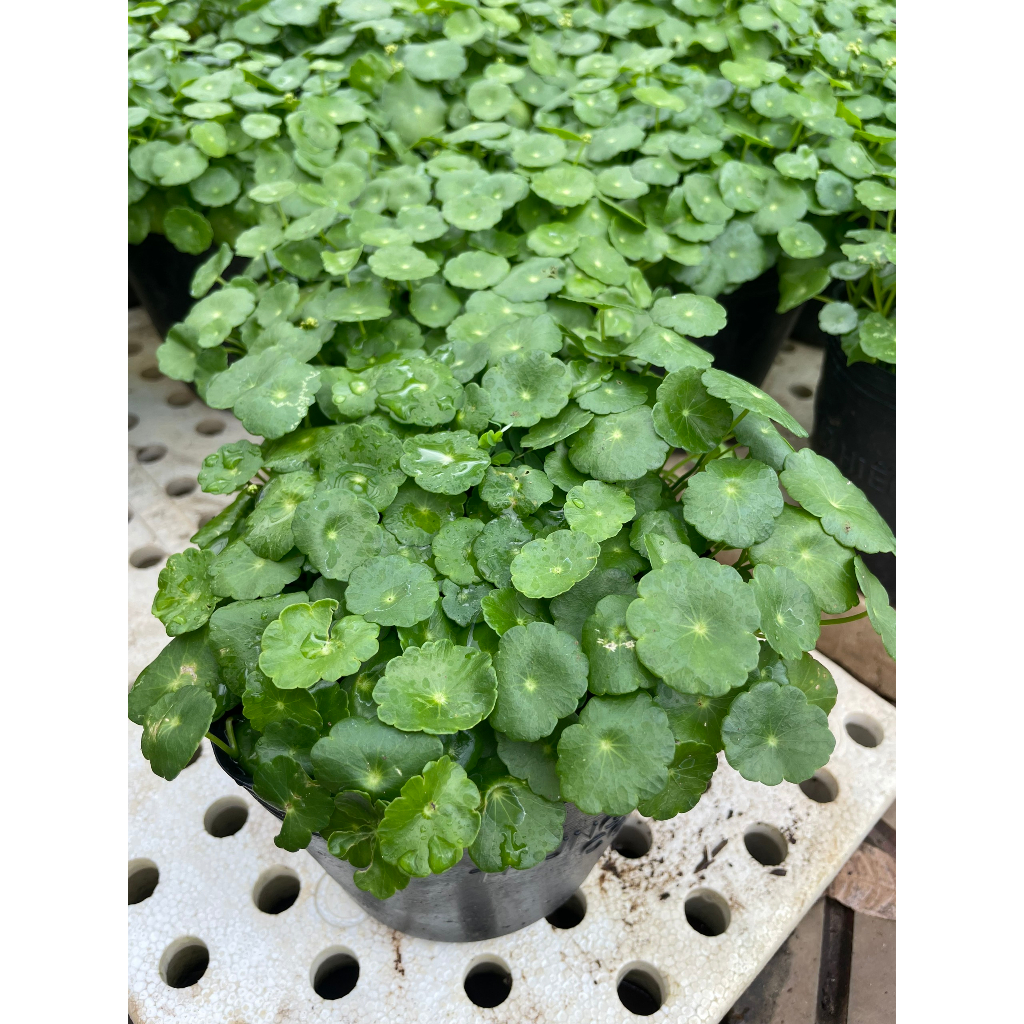 Cây cỏ đồng tiền - rau má kiểng | Shopee Việt Nam