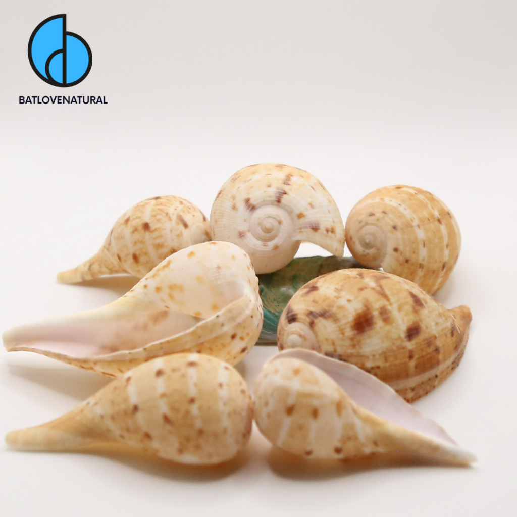 Vỏ ốc Muỗng - Vỏ ốc trang trí nhiều kích thước - Vỏ ốc đẹp | Shopee ...