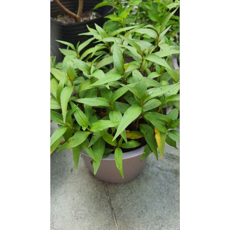 chậu rau thơm, húng lũi, rau răm, ngò om, quế, dấp cá - shop quận 11 ...