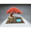 Tiểu cảnh dành cho bể cá cảnh mini kích thước 30 đến 50 cm. Bể nuôi cá bảy màu, beta, cá cảnh nhỏ