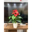 Cây giả - cây hồng môn 50cm