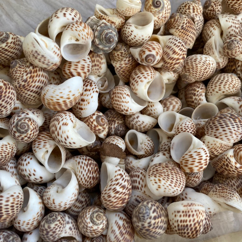 VỎ ỐC BÔNG trang trí, vỏ cho ốc rụt rè, ốc mượn hồn, cua ẩn sĩ, dã ...