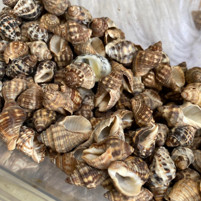 VỎ ỐC VOI NHỎ trang trí, vỏ cho ốc rụt rè, ốc mượn hồn, cua ẩn sĩ, dã ...