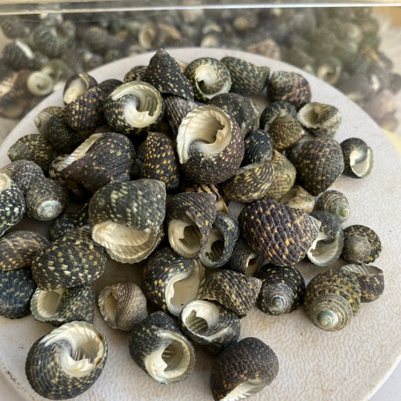 VỎ ỐC NẤM ĐEN trang trí, vỏ cho ốc rụt rè, ốc mượn hồn, cua ẩn sĩ, dã ...