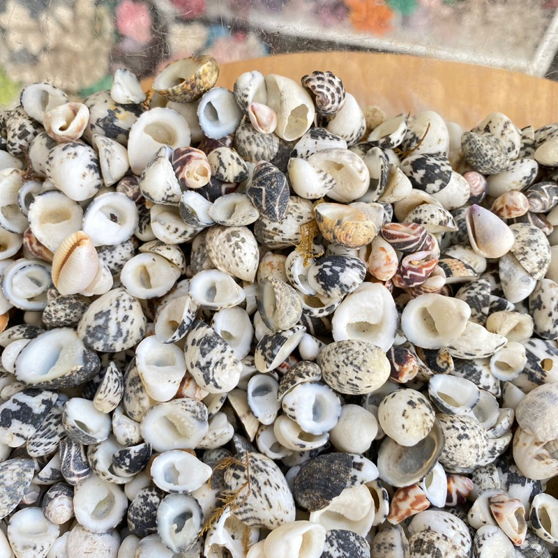 VỎ ỐC MÓNG NGỰA MINI trang trí, vỏ cho ốc rụt rè, ốc mượn hồn, cua ẩn ...