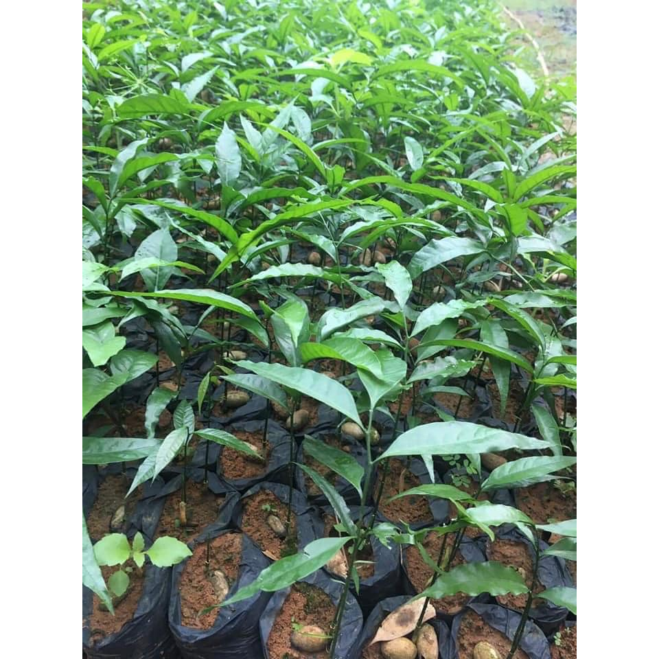 CÂY GIỐNG RAU NGÓT RỪNG ( Rau Sắng ) | Shopee Việt Nam
