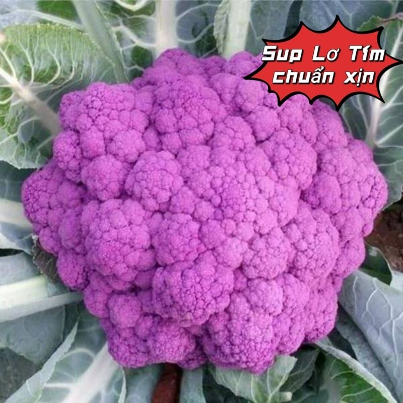 Hạt Giống suplo Tím Bông Lớn 💥 Chuẩn Xịn 💗 hàng nhập khẩu Cực Năng Suất