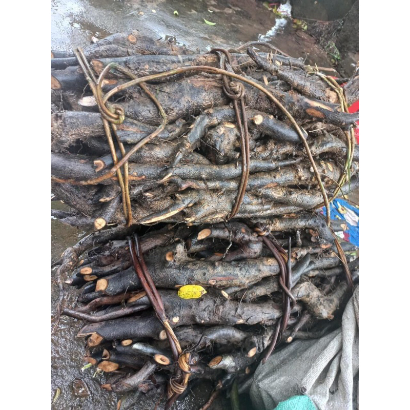 Sâm Béo Đen(Sâm Bảo Ngọc,Sâm Một Rễ,Sâm Đất) 1kg Hút Chân Không