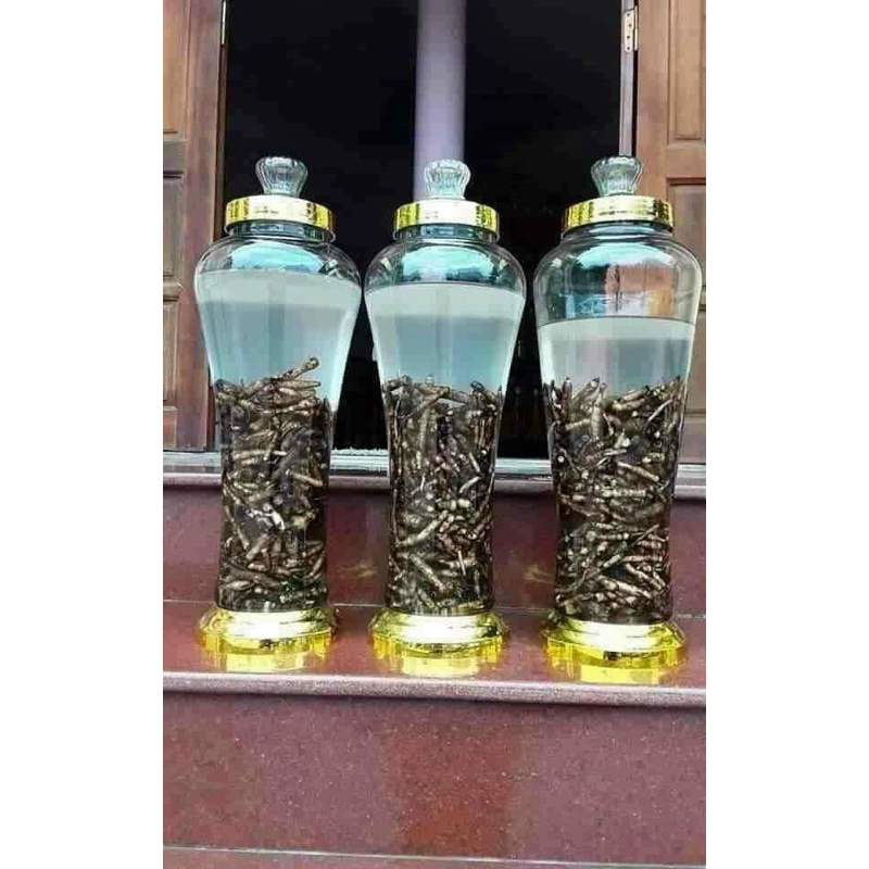 Sâm tiên mao rừng tươi(Sâm Cau Đen,Bổ Can Thận,Cường Gân Cốt)1kg