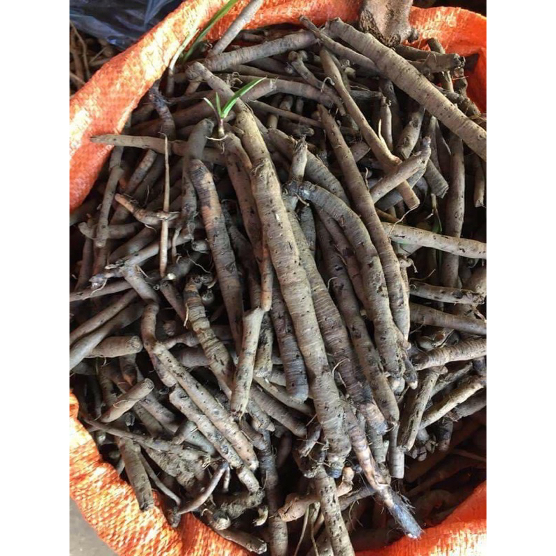 Sâm tiên mao rừng tươi(Sâm Cau Đen,Bổ Can Thận,Cường Gân Cốt)1kg