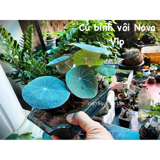 Củ bình vôi Nova vip (Lá siêu đẹp )