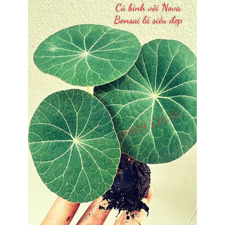Củ bình vôi Nova vip (Lá siêu đẹp )