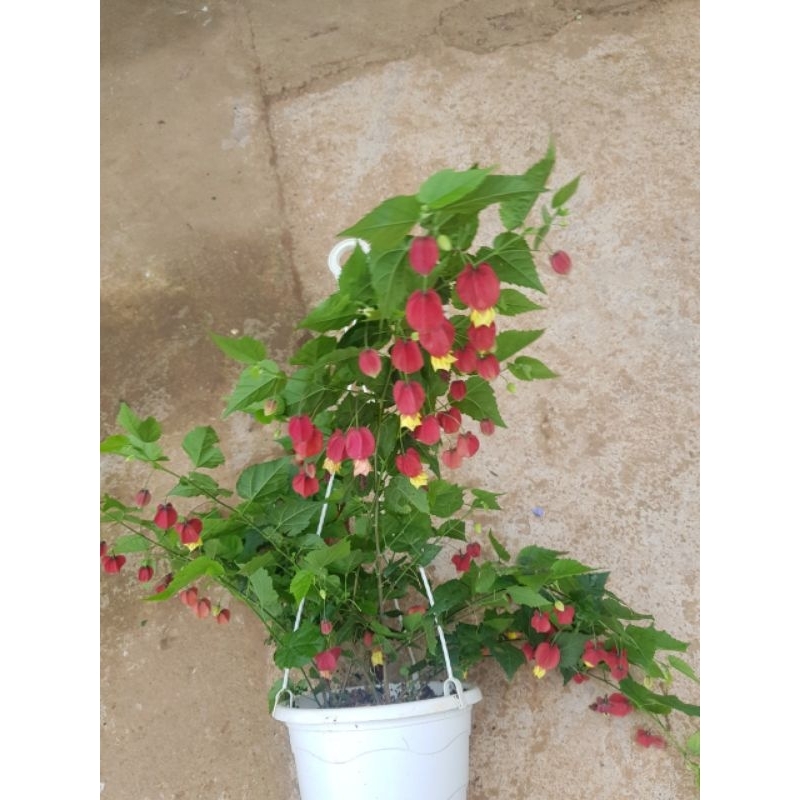 3 Feet buy Air-Layer lantern flowers Tree / Vietnamese cây hoa lồng đèn